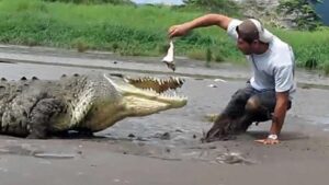 Gator Feeding